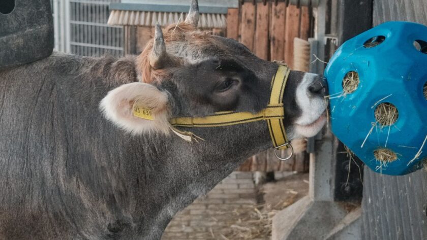 découvrez des idées d’enrichissement pour chevaux afin de stimuler leur curiosité, favoriser leur bien-être et rendre leur quotidien plus épanouissant.