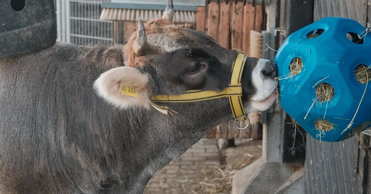 découvrez des idées d’enrichissement pour chevaux afin de stimuler leur curiosité, favoriser leur bien-être et rendre leur quotidien plus épanouissant.