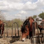 découvrez notre mangeoire à foin pour chevaux, conçue pour faciliter l’alimentation et garder le foin propre et accessible.