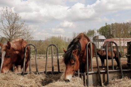 découvrez notre mangeoire à foin pour chevaux, conçue pour faciliter l’alimentation et garder le foin propre et accessible.