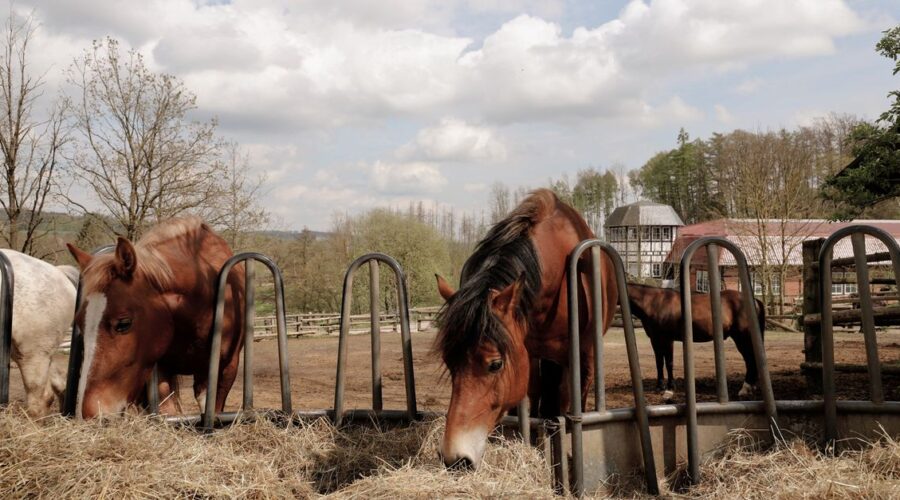 découvrez notre mangeoire à foin pour chevaux, conçue pour faciliter l’alimentation et garder le foin propre et accessible.