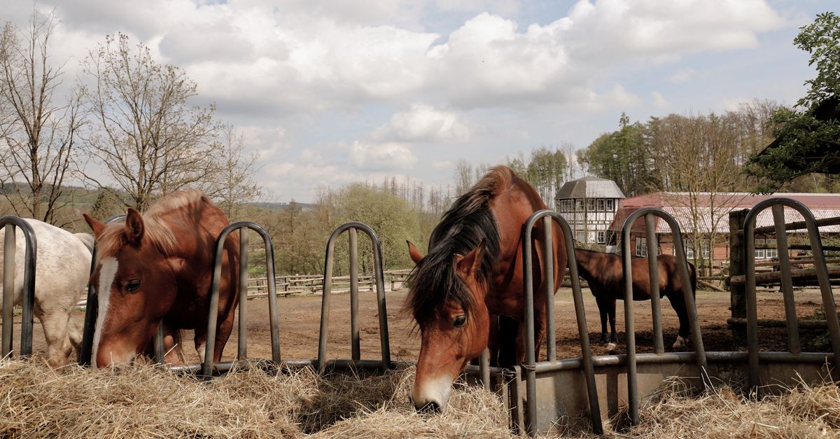 découvrez notre mangeoire à foin pour chevaux, conçue pour faciliter l’alimentation et garder le foin propre et accessible.