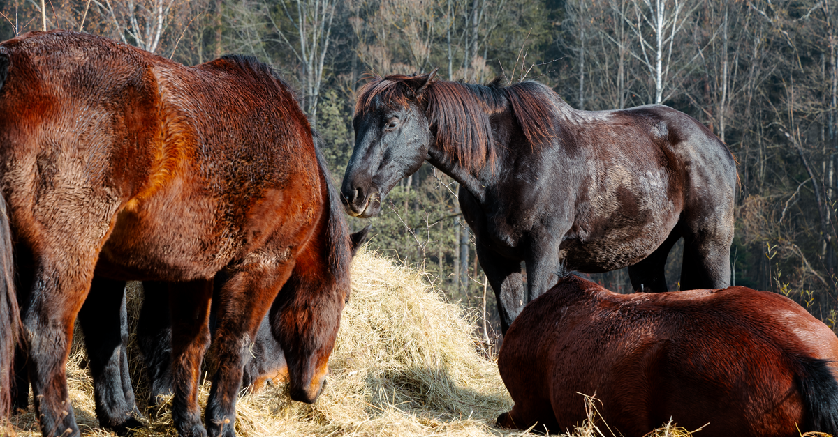 découvrez notre sélection de distributeurs de foin pour chevaux, conçus pour faciliter l’alimentation et limiter le gaspillage au quotidien.