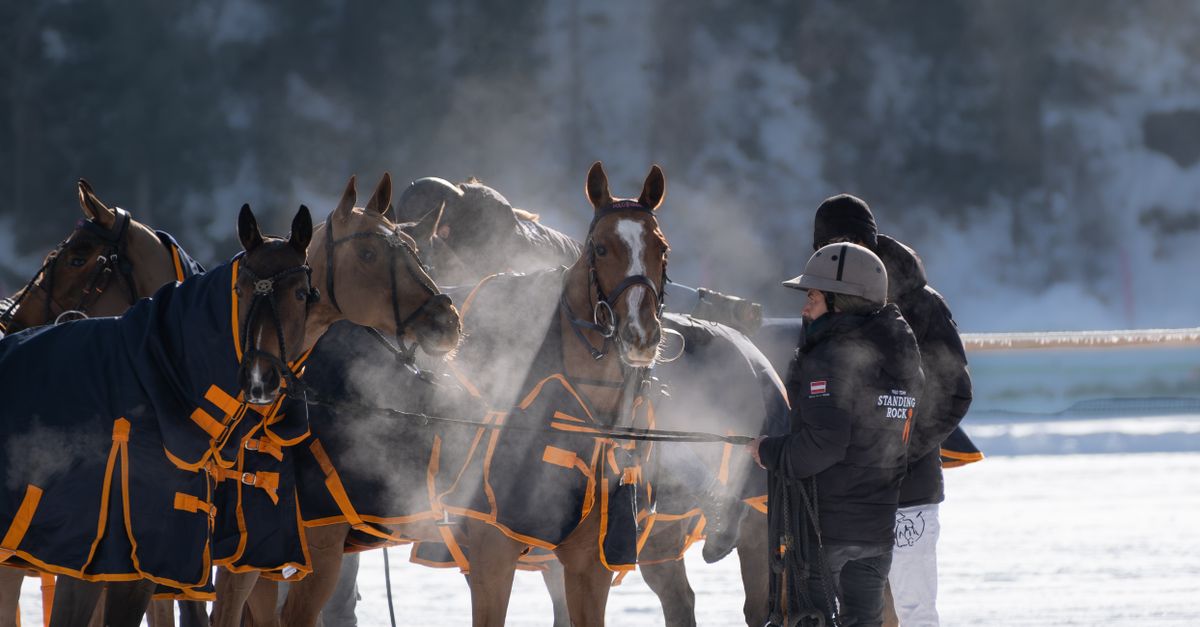 découvrez comment maintenir votre cheval bien hydraté en hiver grâce à des conseils pratiques pour préserver son accès à l’eau et encourager sa consommation.