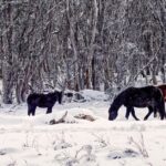 découvrez comment maintenir une bonne hydratation de votre cheval en hiver grâce à des conseils pratiques sur l’eau, l’alimentation et les soins.
