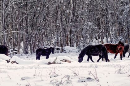 découvrez comment maintenir une bonne hydratation de votre cheval en hiver grâce à des conseils pratiques sur l’eau, l’alimentation et les soins.
