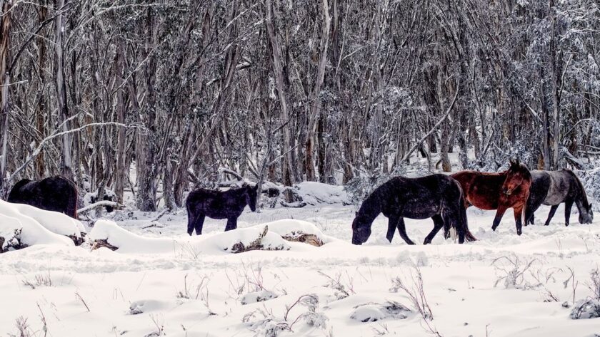 découvrez comment maintenir une bonne hydratation de votre cheval en hiver grâce à des conseils pratiques sur l’eau, l’alimentation et les soins.