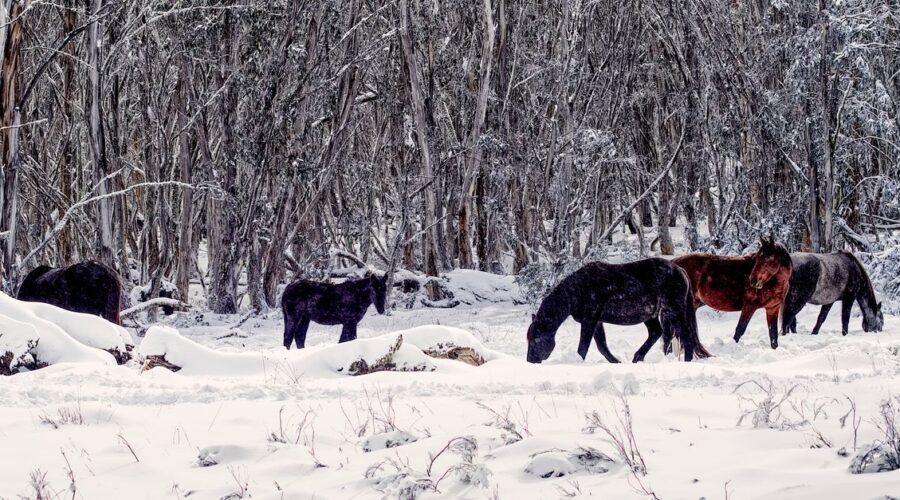 découvrez comment maintenir une bonne hydratation de votre cheval en hiver grâce à des conseils pratiques sur l’eau, l’alimentation et les soins.