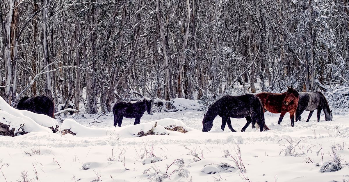 découvrez comment maintenir une bonne hydratation de votre cheval en hiver grâce à des conseils pratiques sur l’eau, l’alimentation et les soins.