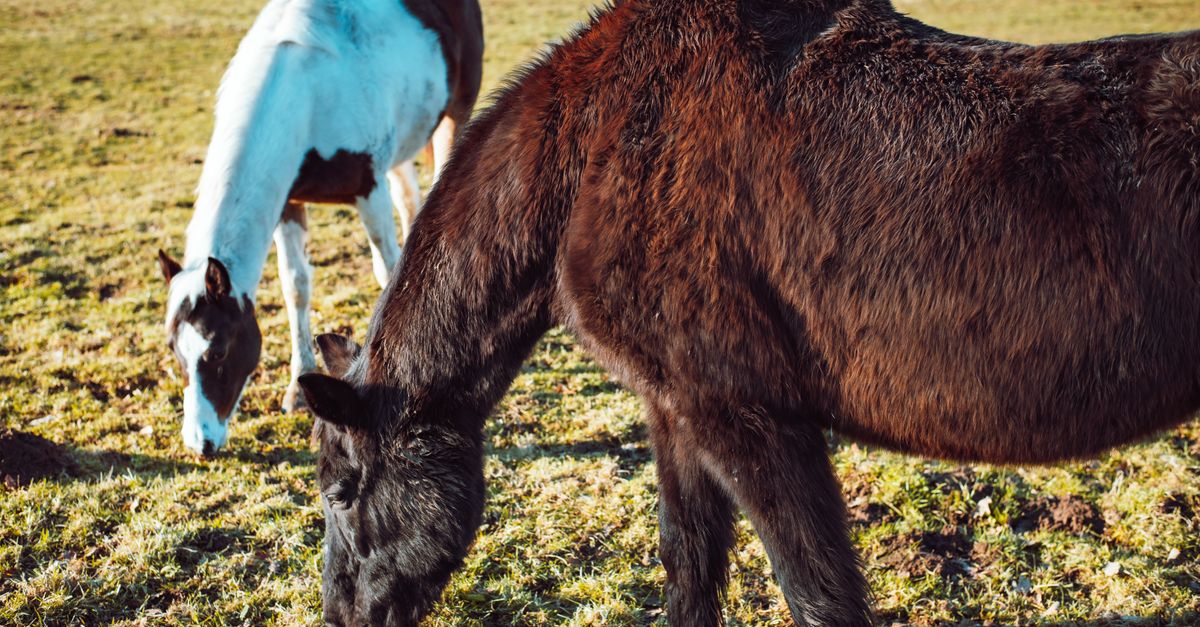 offrez à votre cheval un apport essentiel en minéraux avec un bloc de sel pratique, idéal pour compléter son alimentation au quotidien.