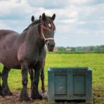 découvrez le bloc de sel pour cheval, une source de minéraux à lécher qui accompagne son alimentation et son bien-être au quotidien.