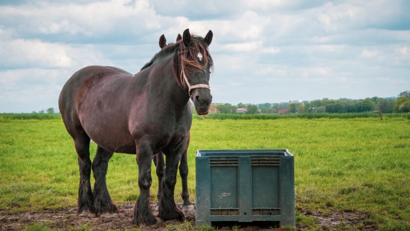 découvrez le bloc de sel pour cheval, une source de minéraux à lécher qui accompagne son alimentation et son bien-être au quotidien.