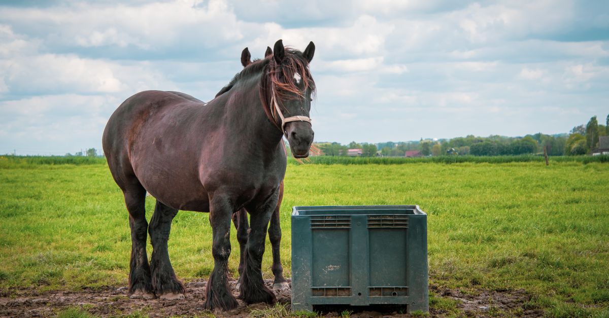 découvrez le bloc de sel pour cheval, une source de minéraux à lécher qui accompagne son alimentation et son bien-être au quotidien.
