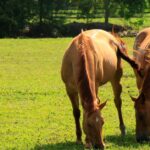 découvrez les causes de la perte de poils à la queue du cheval, les signes à surveiller et les solutions pour préserver la santé de sa peau et de son pelage.