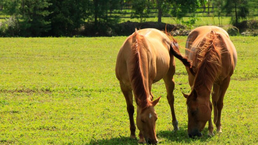 découvrez les causes de la perte de poils à la queue du cheval, les signes à surveiller et les solutions pour préserver la santé de sa peau et de son pelage.