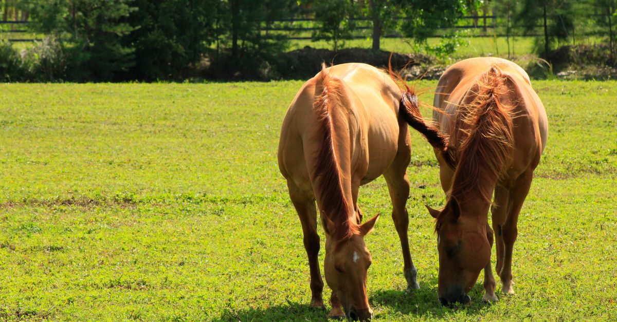 découvrez les causes de la perte de poils à la queue du cheval, les signes à surveiller et les solutions pour préserver la santé de sa peau et de son pelage.
