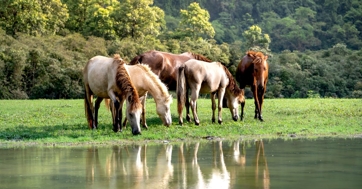 découvrez le débit idéal d’un abreuvoir pour chevaux et apprenez à choisir un système qui fournit suffisamment d’eau fraîche à votre cheval.