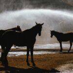 découvrez le débit idéal d’un abreuvoir pour chevaux, comment le mesurer et choisir un équipement qui répond à leurs besoins en eau.
