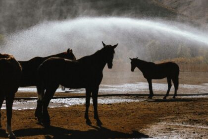 découvrez le débit idéal d’un abreuvoir pour chevaux, comment le mesurer et choisir un équipement qui répond à leurs besoins en eau.