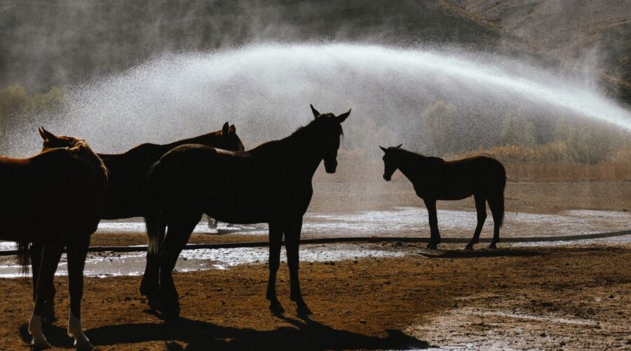 découvrez le débit idéal d’un abreuvoir pour chevaux, comment le mesurer et choisir un équipement qui répond à leurs besoins en eau.