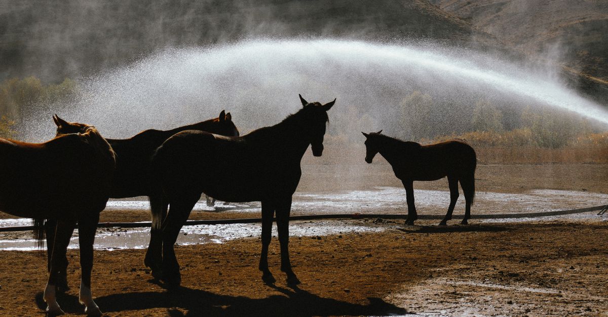 découvrez le débit idéal d’un abreuvoir pour chevaux, comment le mesurer et choisir un équipement qui répond à leurs besoins en eau.