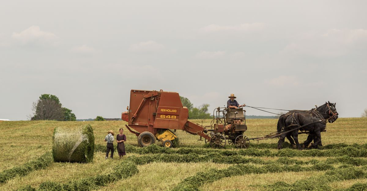 foin de prairie ou luzerne pour les chevaux : comparez leurs apports nutritionnels et découvrez lequel convient le mieux aux besoins de votre cheval.