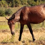 foin de prairie ou luzerne pour les chevaux : comparez leurs valeurs nutritionnelles et leurs avantages pour choisir selon les besoins de votre équidé.