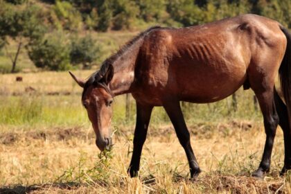 foin de prairie ou luzerne pour les chevaux : comparez leurs valeurs nutritionnelles et leurs avantages pour choisir selon les besoins de votre équidé.