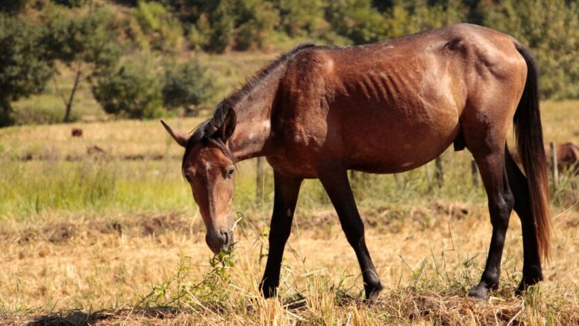 foin de prairie ou luzerne pour les chevaux : comparez leurs valeurs nutritionnelles et leurs avantages pour choisir selon les besoins de votre équidé.