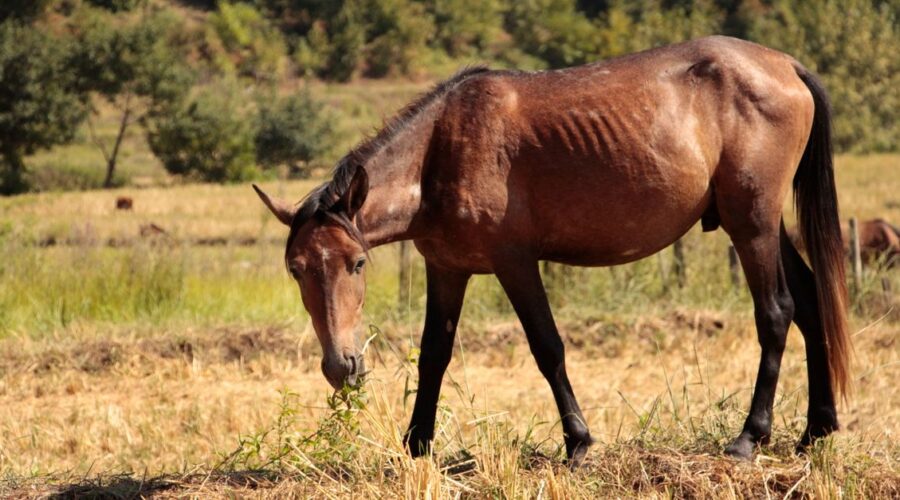 foin de prairie ou luzerne pour les chevaux : comparez leurs valeurs nutritionnelles et leurs avantages pour choisir selon les besoins de votre équidé.