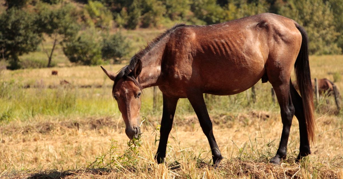 foin de prairie ou luzerne pour les chevaux : comparez leurs valeurs nutritionnelles et leurs avantages pour choisir selon les besoins de votre équidé.